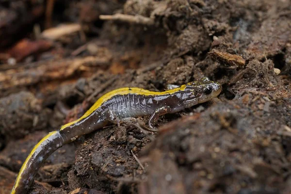 Close Sobre Colorido Oriental Longtoed Salamandra Ambystoma Macrodactylum Columbianum Desfiladeiro — Fotografia de Stock