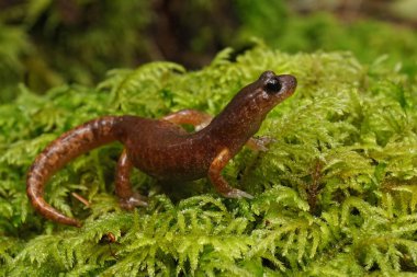 Yeşil yosun üzerinde oturan yetişkin bir Güney Oregon ensatina eschscholtzii semenderi.