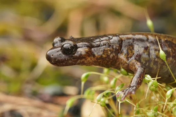 Ansiktsbehandling Närbild Gravid Kvinna Northern Oregon Dunn Salamander Plethodon Dunni — Stockfoto