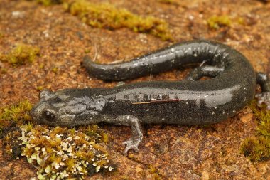 Tipik yeşil, henüz koyu renkli olmayan siyah alt yetişkin siyah semenderi Aneides flavipunctatus 'a yakın çekim.