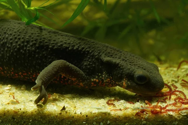 stock image Detailed closeup on an aquatic female Japanese fire bellied newt , Cynops pyrrhogaster, feeding on red bloodworms