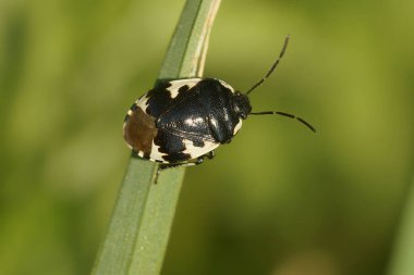 Siyah bir Rambur 'un Pied Shieldbug' una yakın plan, Tritomegas bir çim kamışında seks.