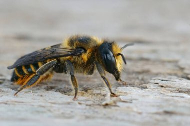Willughby 'nin yaprak kesen dişi arısı Megachile Willughbiella' nın tahtada otururken çekilmiş yakın plan görüntüleri.