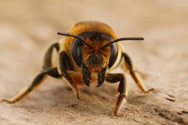 Willughby 'nin yaprak kesen dişi arısı Megachile Willughbiella' nın tahtada otururken çekilmiş yakın plan görüntüleri.