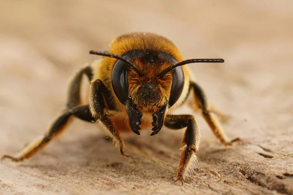 Szczegółowe Zbliżenie Samicy Willughby Leacutter Bee Megachile Willughbiella Siedzi Drewnie — Zdjęcie stockowe