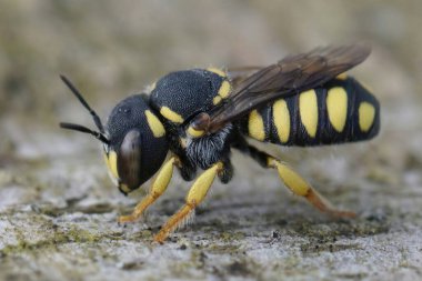 Siyah kuyruklu Smalwoodcarder arısı Pseudoanthidium melanurum 'un erkeğinin detaylı görüntüsü.