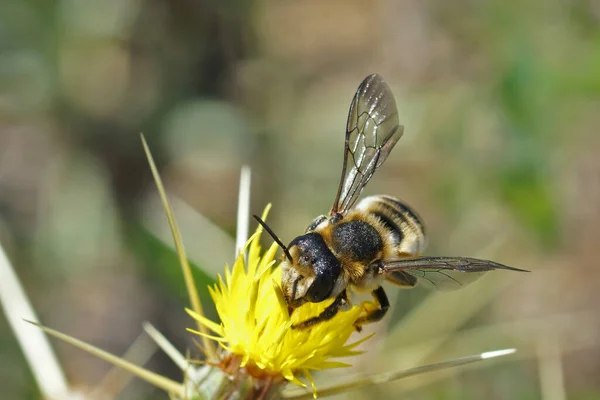 stock image Close up of a large colorful female white sectioned leafcutter bee, Megachile albisecta on a yellow Centaurea solstitialis flower in France