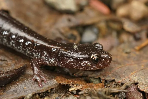 Närbild Den Svarta Formen Västra Röda Backas Salamander Plethodon Fordon — Stockfoto