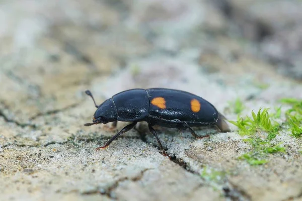Yerde Oturan Dört Benekli Böcek Glischrochilus Hortensis Detaylı Görüntüsü — Stok fotoğraf