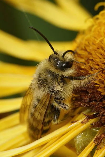 Szczegółowy Pionowy Zbliżenie Męski Pantaloon Pszczoła Dasypoda Hirtipes Siedzi Żółty — Zdjęcie stockowe