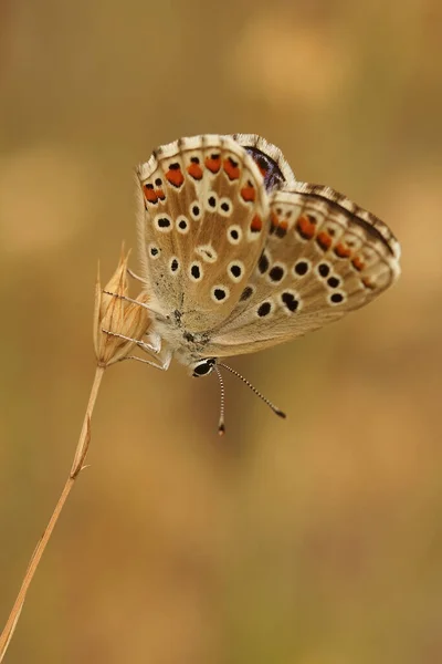 stock image Detailed closeup of an Adonis blue, Lysandra bellargus, butterfly with closed wings hanging on a straw