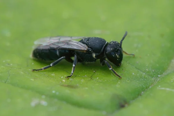 在一只黑色大黄脸孤蜂的雌性特写镜头下 海莱奥斯的标志坐在一片绿叶上 — 图库照片