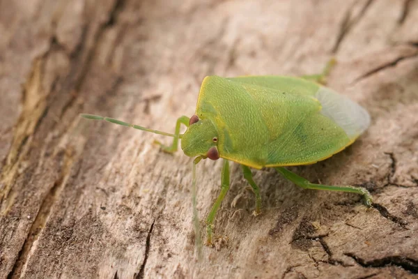 Nadiren Fotoğraflanan Küçük Yeşil Akdeniz Pentatomid Kalkanböceği Acrosternum Milieri — Stok fotoğraf