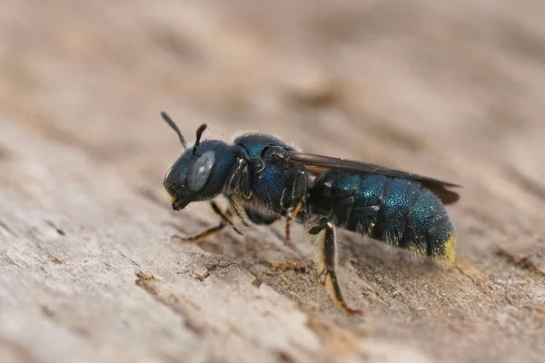 色彩斑斓的金属蓝色小树脂蜜蜂的详细特写照片 Ceratina Chalcites — 图库照片