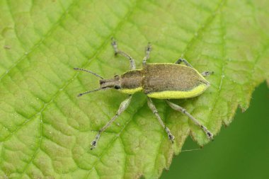 Sarı bantlı yaprak buğday biti, Chlorophanus Viridis, yeşil bir yaprak üzerinde oturuyor.