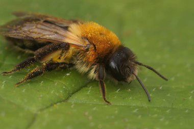 Tüylü, kahverengi, gri, maden arısı Andrena Nitida 'nın yeşil bir yaprağın üzerinde otururken çekilmiş yakın plan görüntüleri.