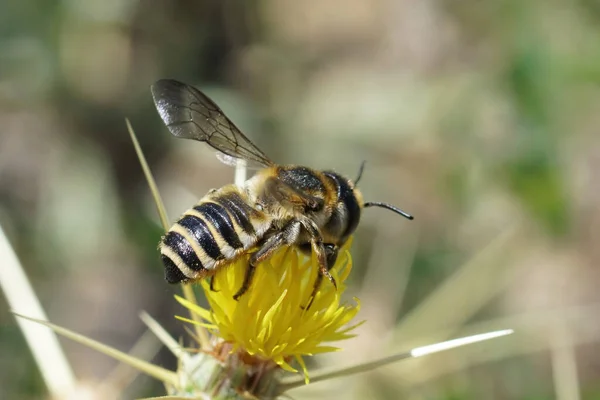 Dorsale Ansicht Einer Weißen Mittelmeerbiene Megachile Albisecta Auf Einer Gelben — Stockfoto