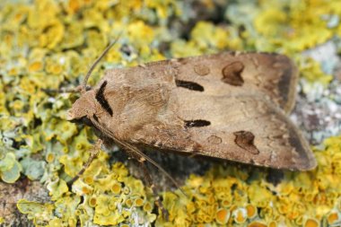 Kalbin ve dart baykuşunun sırt çekimi, Agrotis ünlem, bahçedeki bir liken kaplı ahşap üzerinde oturan