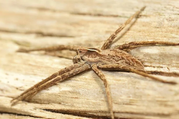 Güneş Banyosu Yapan Bir Örümceğin Detaylı Yakın Çekimi Pisaura Mirabilis — Stok fotoğraf