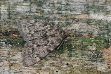 Aglossa pinguinalis, büyük bir tekir ya da yağlı güveye yakın plan çekimleri yapar.