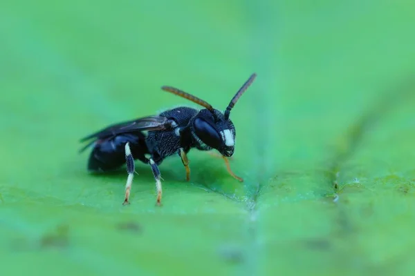 Detaillierte Nahaufnahme Des Männchens Der Seltenen Punktierten Spatulle Maskierten Biene — Stockfoto