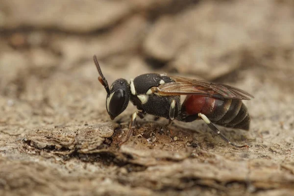 Λεπτομερής Κοντινό Πλάνο Για Πολύχρωμο Αρσενικό Της Ποικιλόμορφης Μέλισσας Hylaeus — Φωτογραφία Αρχείου