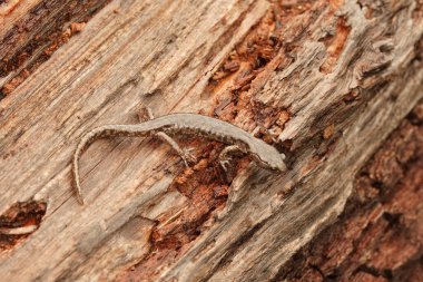 Kuzey Kaliforniya 'daki muhteşem renkli, bulutlu semender Aneides ferreus' un detaylı görüntüsü.