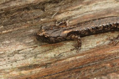 Yetişkin olmayan, genç, bulutlu semender Aneides dağ gelinciği Kuzey Kaliforniya 'da Redwood' da oturuyor.
