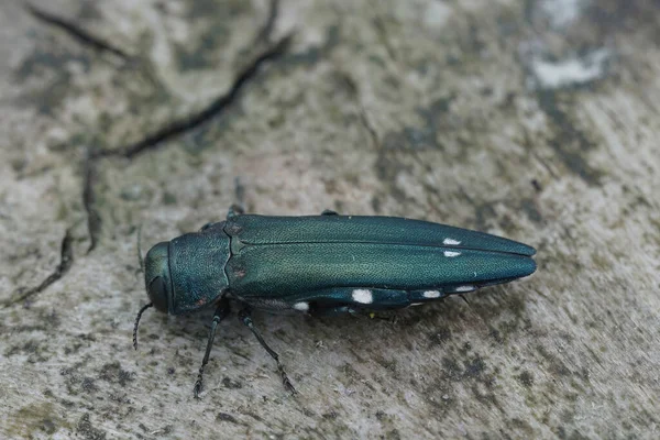 Yeşil Renkli Iki Benekli Meşe Buğulaması Meşe Böceği Agrilus Biguttatus — Stok fotoğraf