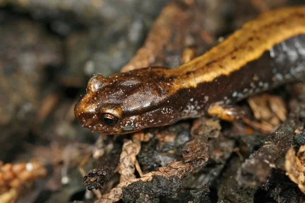 Naturligt Detaljerad Närbild Den Gula Formen Västra Redback Salamander Plethodon — Stockfoto