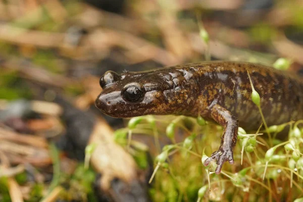 Closeup Facial Uma Fêmea Gravid Salamandra Norte Oregon Dunn Plethodon — Fotografia de Stock