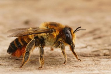 Willughby 'nin yaprak kesen dişi arısı Megachile Willughbiella' nın tahtada otururken çekilmiş yakın plan görüntüleri.