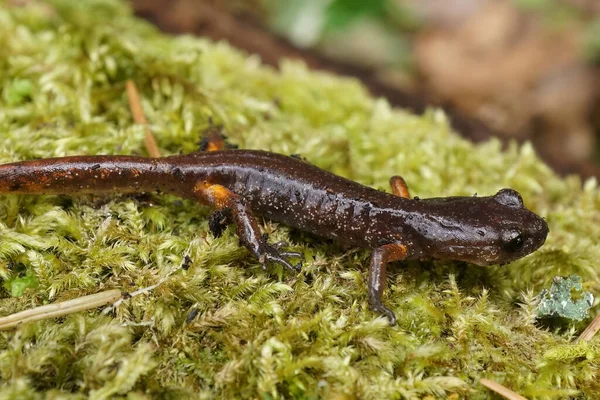 Nahaufnahme Einer Jungen Ensatina Eschscholtzii Oregonensis Salamander Aus Dem Nördlichen — Stockfoto