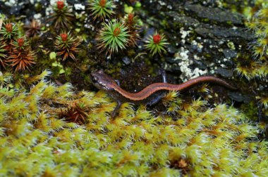 Nadir bulunan ve korunan Kaliforniya 'lı Scot Barr semenderi Plethodon Asupak' a yakın çekim yeşil yosun üzerinde