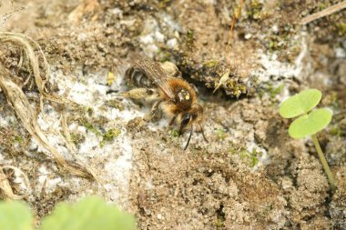 Kum havuzu ya da sakallı maden arısı Andrena Barbilabris 'in yuvasına doğru sürünen dişisine yakından bakın.