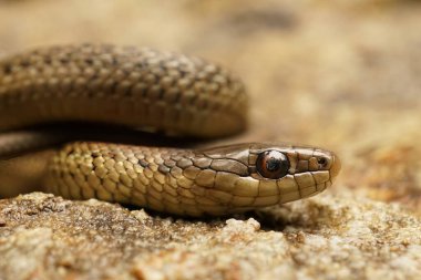 Kuzey Batı Gartersnake, Kuzey Kaliforniya 'daki Thamnophis koordinoidlerine yakın çekim.