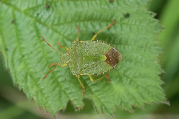 Yeşil Bir Yaprağın Üzerinde Oturan Palomena Prasina Yeşil Kalkan Böceğinin — Stok fotoğraf