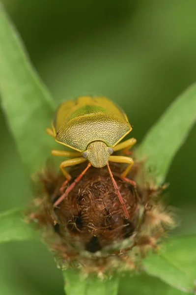 Renkli Bir Yetişkin Gorse Kalkan Böceğinin Detaylı Görüntüsü Bitkilerin Üzerinde — Stok fotoğraf