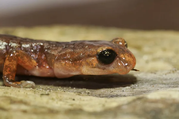 Closeup Head Male Californian Ensatina Eschscholtzii Lungless Salamander Sitting Wood — Stock Photo, Image