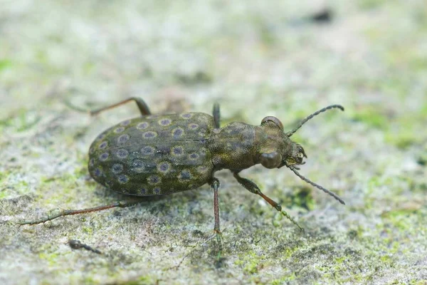 Fechar Sobre Pequeno Mas Cvolorfull Escaravelho Terra Verde Elaphrus Riparius — Fotografia de Stock