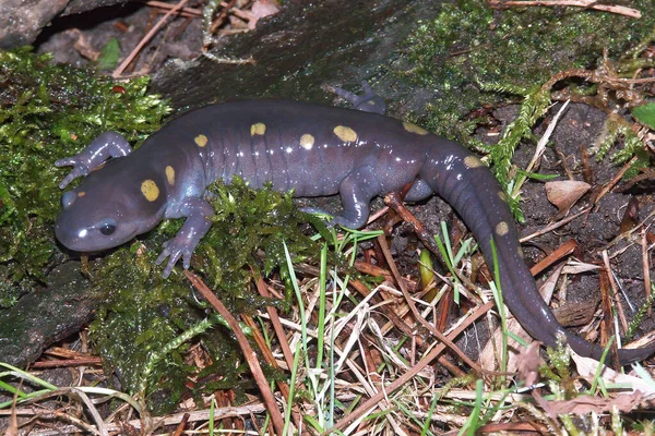 Närbild Nordamerikansk Vuxen Fläckig Mullvad Salamander Ambystoma Maculatum Sitter Marken — Stockfoto