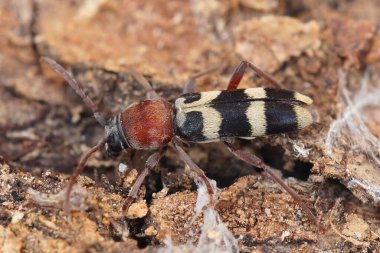 Yerde oturan bir Akdeniz Chlorophorus Trifasciatus 'unun makro çekimi.