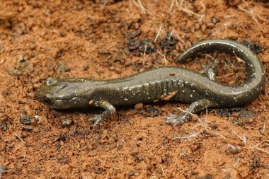 Tipik yeşil, henüz koyu renkli olmayan siyah alt yetişkin siyah semenderi Aneides flavipunctatus 'a yakın çekim.