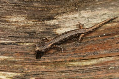 Yetişkin olmayan, genç, bulutlu semender Aneides dağ gelinciği Kuzey Kaliforniya 'da Redwood' da oturuyor.