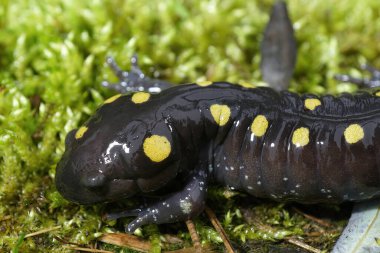 Yeşil yosunların üzerinde oturan Kuzey Amerikalı benekli semender Ambystoma maculatum 'a yakın plan.