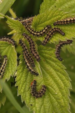 Küçük kaplumbağa kabuğu kelebeğinin tırtıl derlemesine yakın çekim, ısırgan otuyla beslenen Aglais urtikae, Urtica diocia