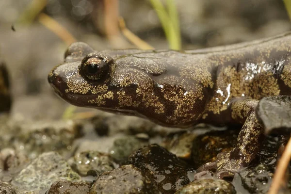 Detaljerad Närbild Vacker Färgad Vuxen Molntäckt Salamander Aneides Ferreus Norra — Stockfoto
