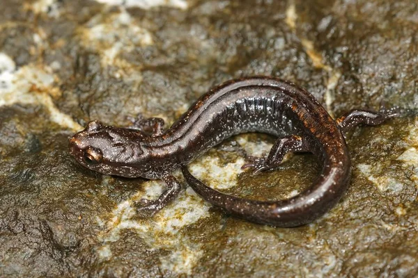 Close Sobre Forma Negra Salamandra Dorso Vermelho Ocidental Plethodon Vehiculum — Fotografia de Stock