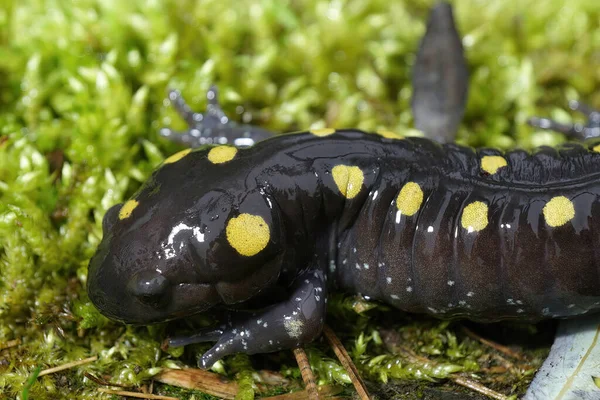 Närbild Vuxen Man Nordamerikansk Spotted Mullvad Salamander Ambystoma Maculatum Sitter — Stockfoto