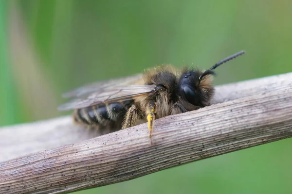 Zbliżenie Męskiej Żółtej Nogi Pszczoły Górniczej Andrena Flavipes — Zdjęcie stockowe